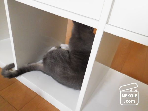 猫と 空になったカラーボックスの用途 ネコハウス