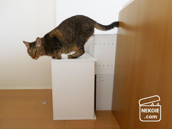 猫と 空になったカラーボックスの用途 ネコハウス