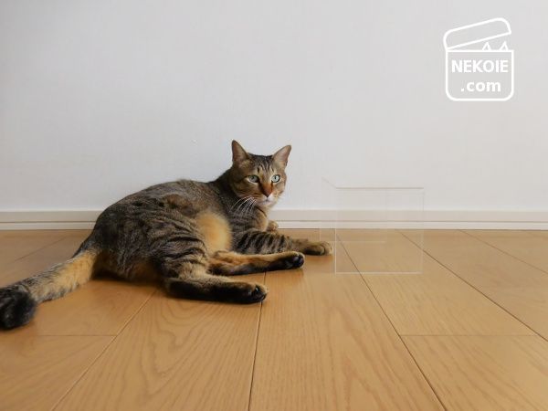 無印風アクリル仕切棚で 猫のごはん台 ネコハウス