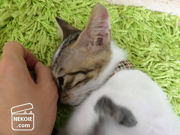 猫の首輪に 鈴はいらない ネコハウス