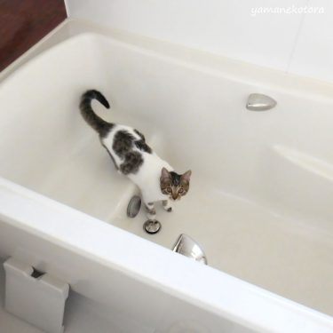 猫とお風呂と、マジックソープ。