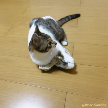 おでかけは、猫専用ハーネスで。