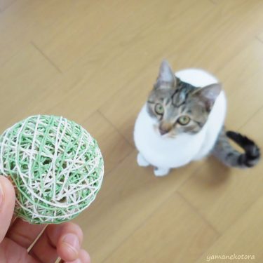 猫派の人は、犬っぽい？