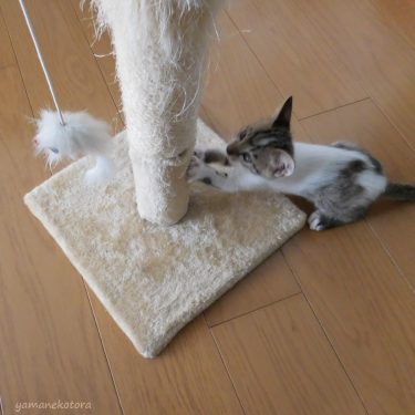 猫と暮らす、キャットタワーの注意点。