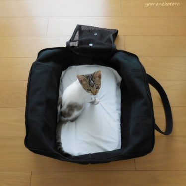 汚れを目立たせたい、猫用品。