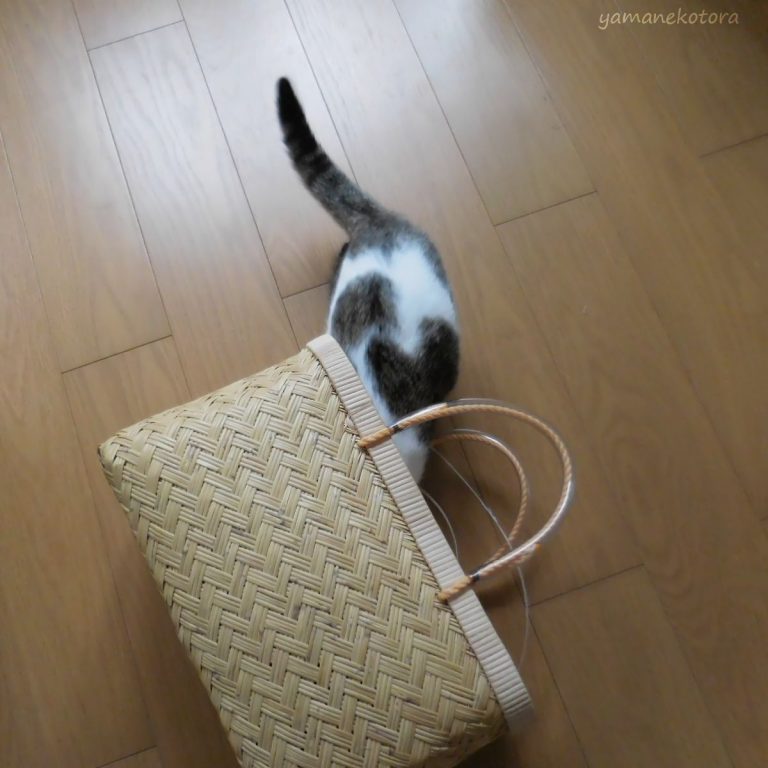 猫との暮らし 手放してよかった電気ケトル ネコハウス