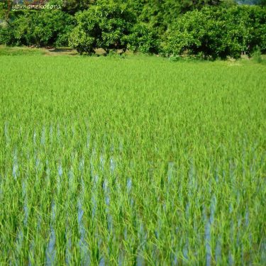 大切な持ち物の写真は、撮るべし。