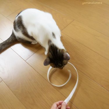 完成まで1分、猫のおもちゃを手づくり。