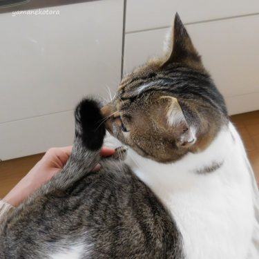 鏡開きと、餅じまい。