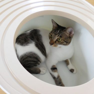 猫のトイレの、新発見。