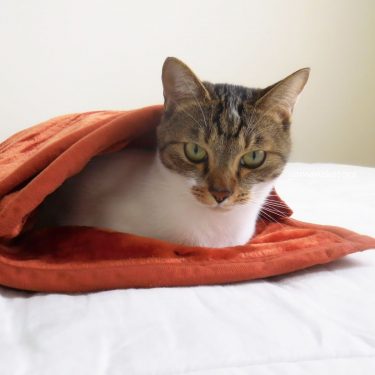 猫にとって、ふわふわ毛布とは。