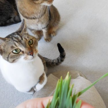 猫草、ベランダ菜園。