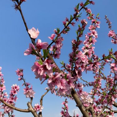 四月朔日、4年目の圧縮袋。