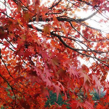 紅葉狩りと、愛猫の追憶。