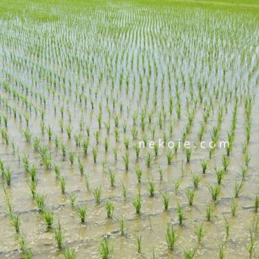 関東梅雨入り、初夏のお花見。