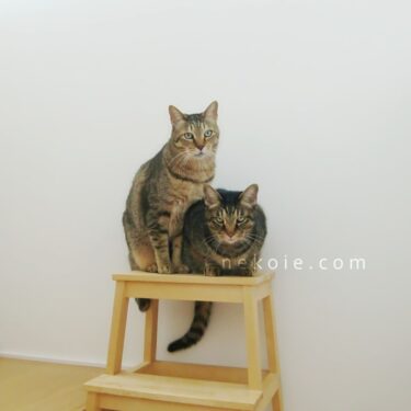 選挙、私にとって理想の一票を決める。