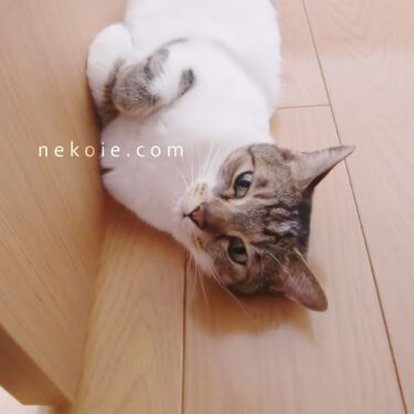 猫と暮らす家づくり、ドアの正解。