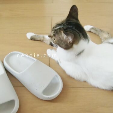 10年は使いたい、スリッパ選び。