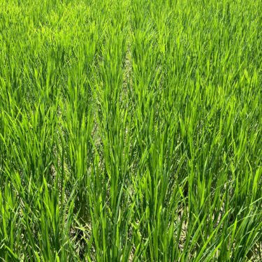 ネコの健康管理、日々の習慣