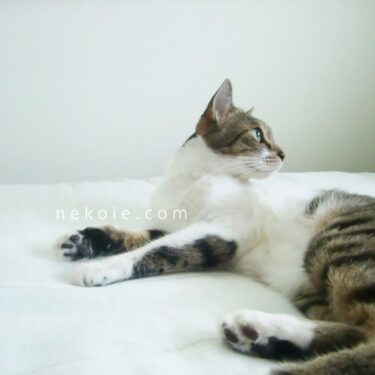 ネコハウス、夏休みのおしらせ。